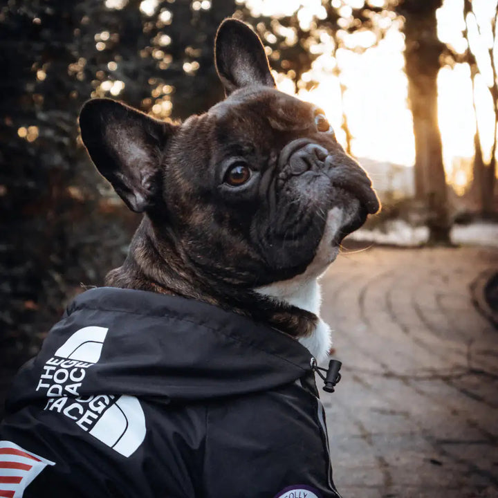 Windbreaker Jacket